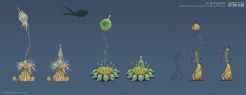 Air giving plants. Subnautica