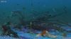 Lily Pad islands. Subnautica