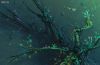 Lily Pad islands. Subnautica