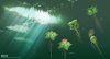 Water surface plants. Subnautica